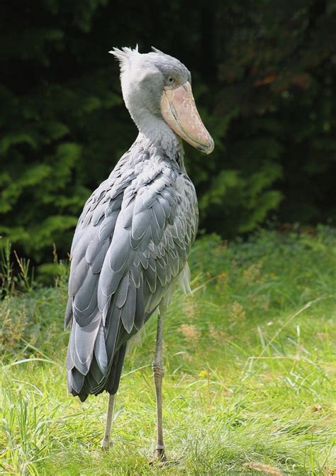 Animals theCHIVE Shoebill bird, Shoebill, Shoebill stork
