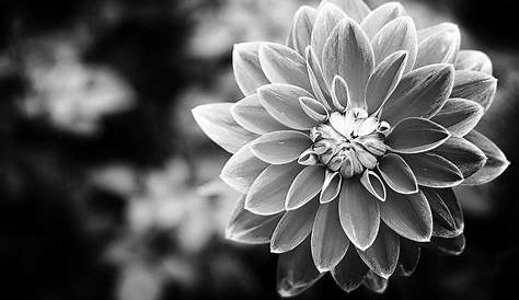 Schwarz/Weiss.... Blumen und Blüten #Garten #Blütenzauber #nature #rose