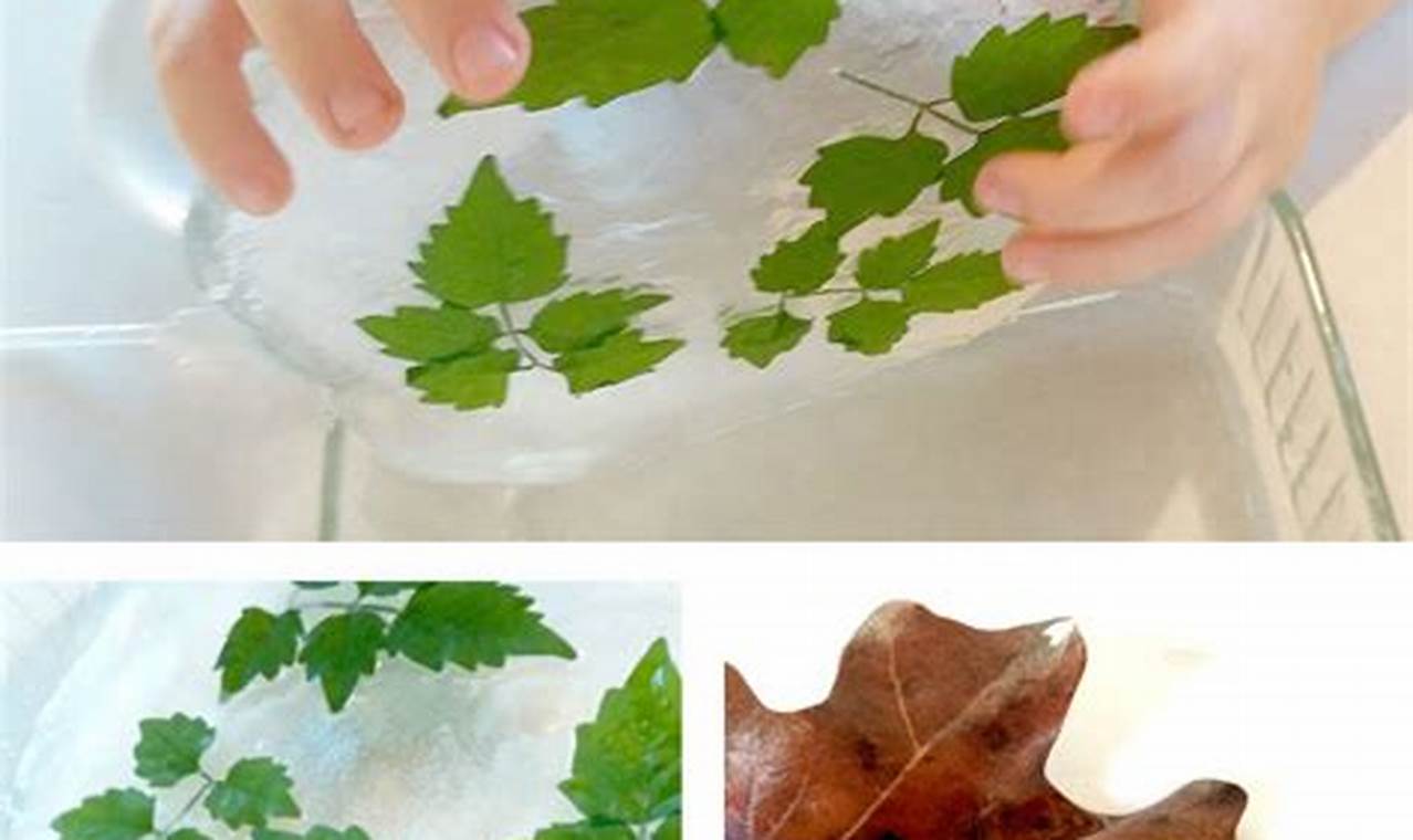 science activities for preschoolers about leaves