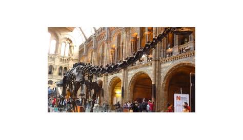 Dinosaurs Natural History Museum