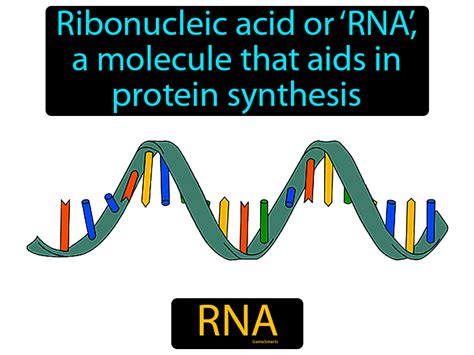 science definition of rna