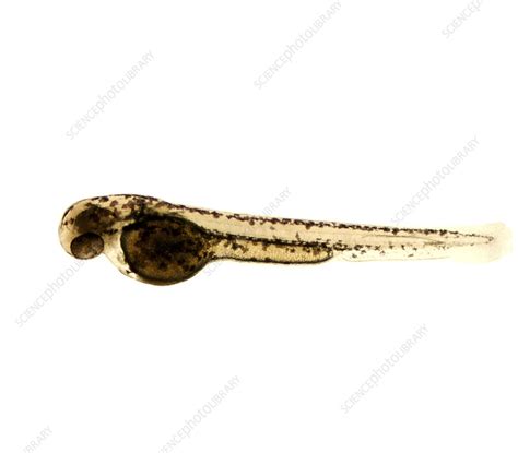 Science Direct Zebrafish