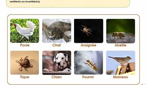 Classification des animaux -1- – Exercices – Cm1 – Sciences – Cycle 3