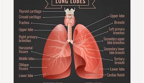 LUNGS INFORMATION - YouTube