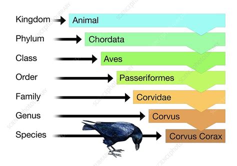 Bird Scientific Classification Explained Simply: From Kingdom To Species