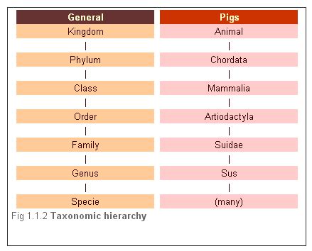 Diving Into The Scientific Classification Of A Pig: A Complete Breakdown