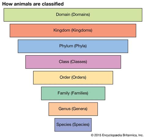 Understanding The Scientific Classification Of Animals