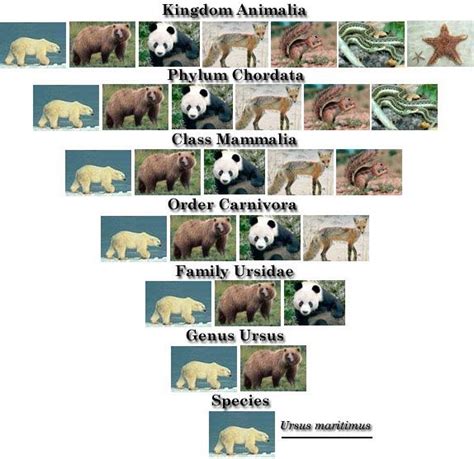 Bear Classification Overview With Taxonomy Charts