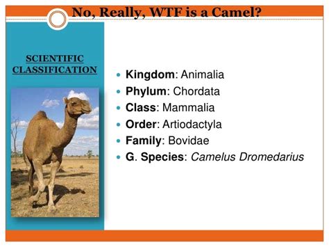 The Scientific Classification Of Camel: Taxonomy And Evolution Explained