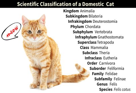 Understanding The Scientific Classification Of Cat In Simple Terms