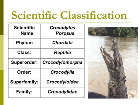 Understanding The Scientific Classification Of The Crocodile