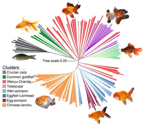 A Complete Guide To The Scientific Classification Of Goldfish