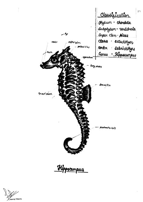 The Scientific Classification Of The Hippocampus: A Taxonomic Breakdown