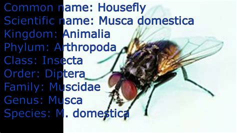 The Scientific Classification Of The Housefly: From Phylum To Species