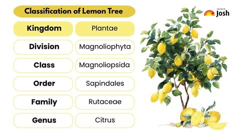 Unlock The Secret Scientific Classification Of Lemon