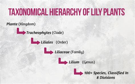 Understanding The Scientific Classification Of Lilies: A Guide To Plant Families