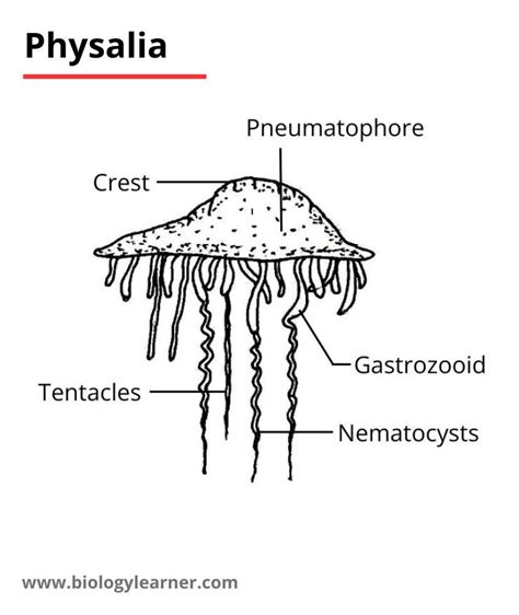What Is The Scientific Classification Of Physalia