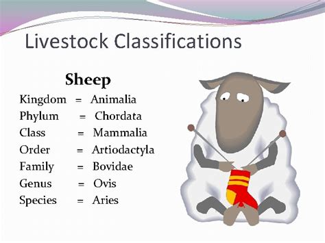 Unlock The Secrets Of Sheep Scientific Classification