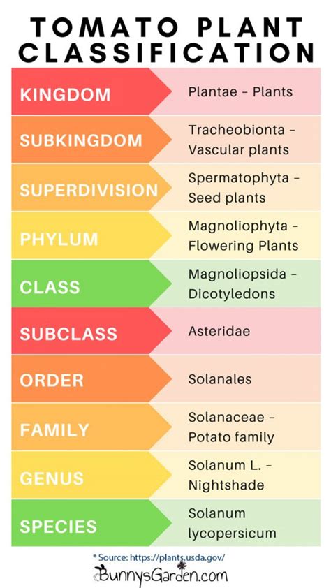 Understanding The Scientific Classification Of Tomato Varieties