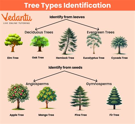 Understanding The Scientific Classification System Of Trees. How To Identify A Tree's Biological Family At A Glance. The Stepbystep Guide To Tree Taxonomy.