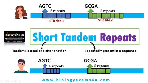 scientific definition for short tandem repeat