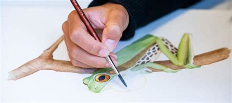 scientific illustration internship