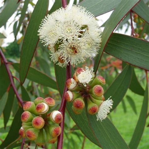 scientific name for eucalyptus