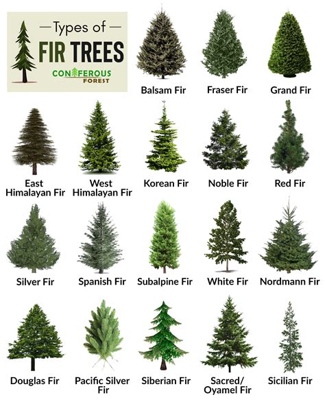 Scientific Name For Fir Tree
