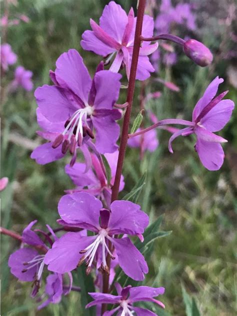 scientific name for fireweed