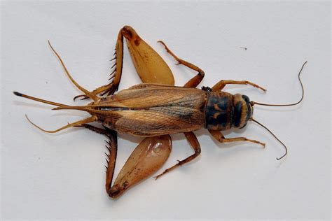 scientific name for house cricket