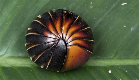 scientific name for roly poly