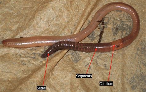 scientific name of earthworm