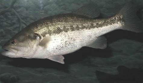 scientific name of sea bass
