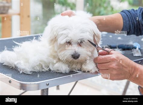 Scissors Grooming Maltese