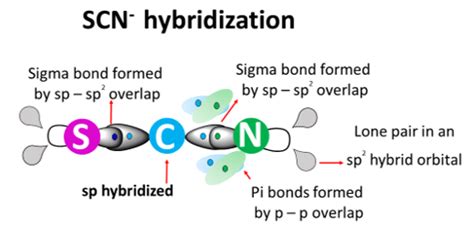Unlock SCN Hybridization Secrets Today!