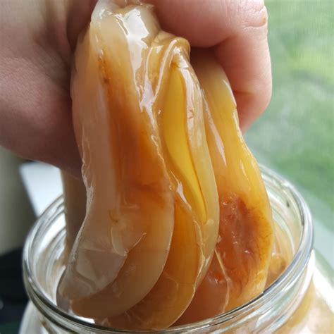 How to Grow a Scoby for Kombucha Tea