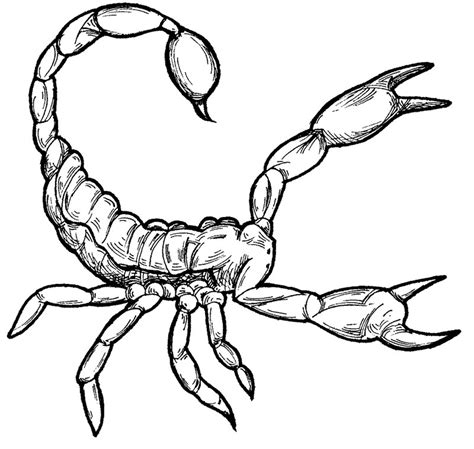 Scorpion Coloring Pages Printable
