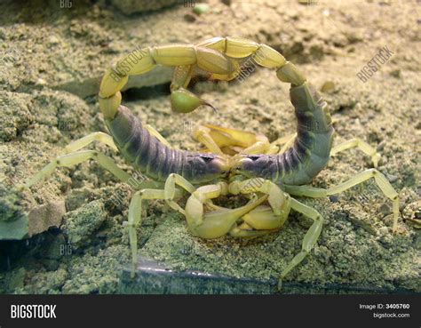 scorpion courtship mating