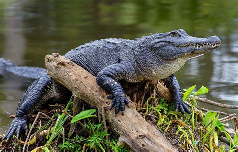 scorts alligator