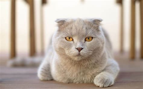 Scottish Fold Description