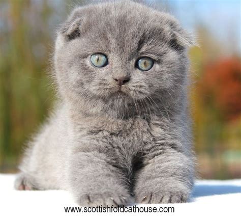 scottish fold kitten australia