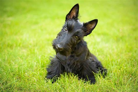 scottish herding dog breeds with pictures