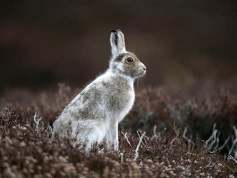 scottish mountain hare predators