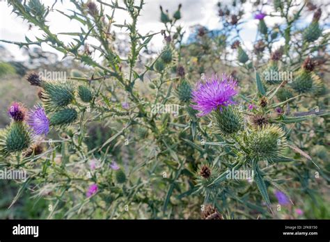 Scottish Thistle Australia