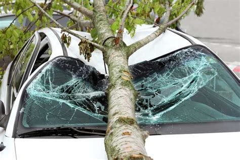 Scratches On Car From Tree Branches