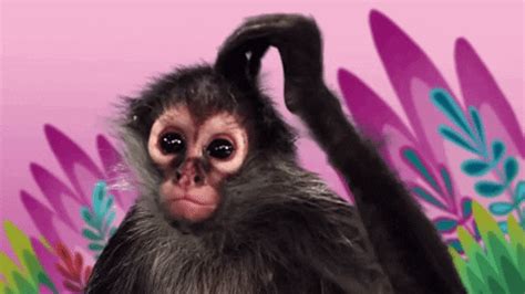 Scratching Monkey Gif