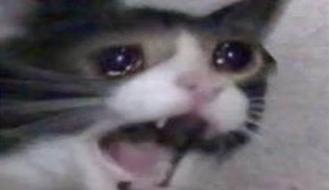 Screaming Crying Cat Meme - Crying cat meme is full of fun. - img-poppy