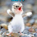 Why Bird Screaming And Steps To Reduce It Pets Nurturing