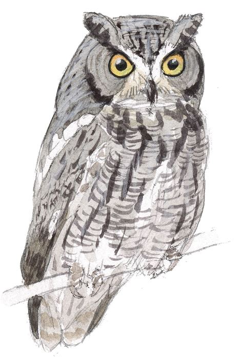 screech owl drawings