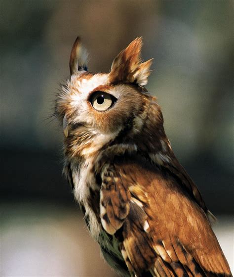 Screech Owl Hoot